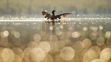 bird 1867066 340