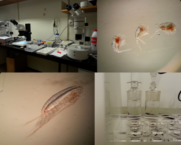 Bildkollage med fyra bilder, experiment utförs på djurplankton. 