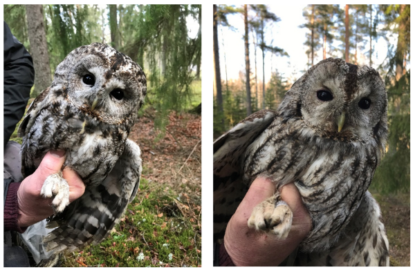 Two photos of Tawny Owls Being Held by Researcher