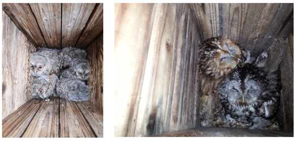 Tawny Owls and Owlets in Their Nests