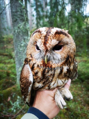 Brown Tawny Owl being held by researcher