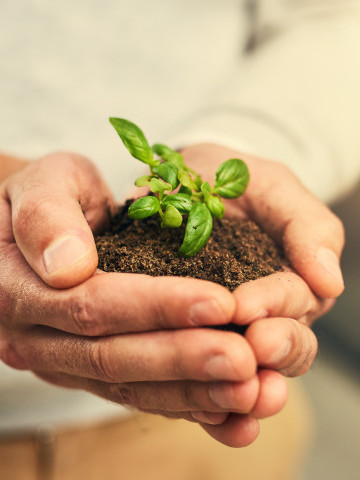 händer som håller planta AI genererad bild